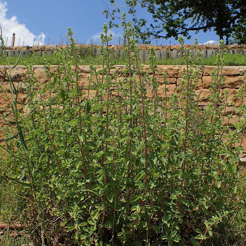 Origanum vulgare subsp. hirtum ~ Greek Oregano-ServeScape