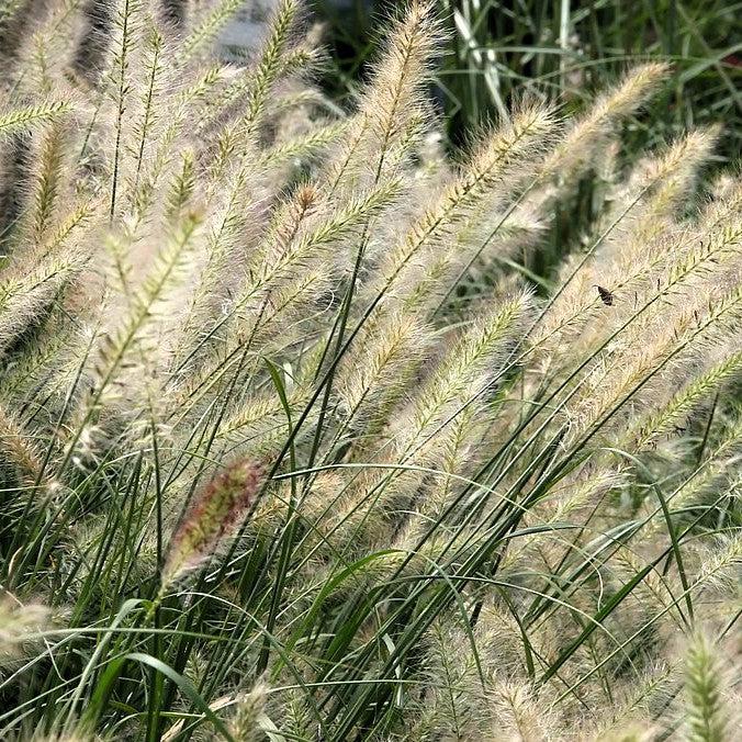 Pennisetum alopecuroides 'Piglet' ~ Piglet Fountain Grass-ServeScape