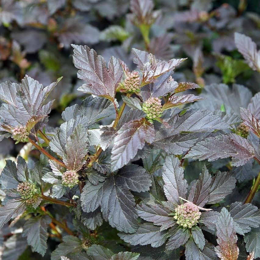 Physocarpus opulifolius 'Monlo' ~ Diablo® Ninebark-ServeScape