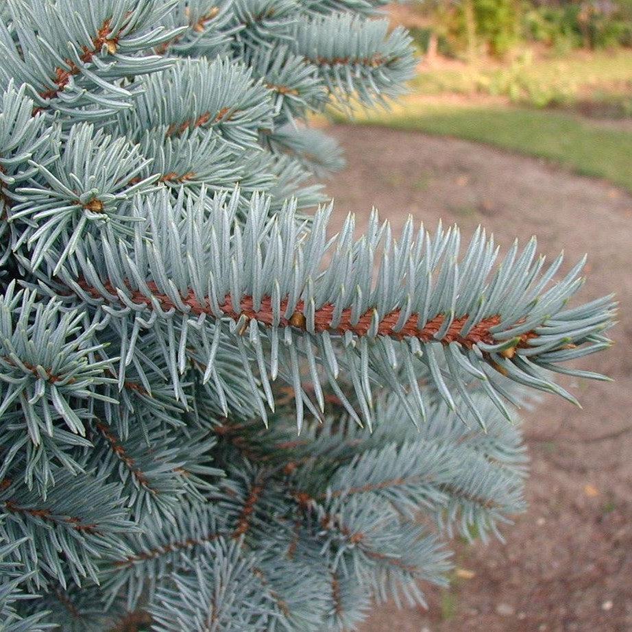 Picea pungens ~ Colorado Blue Spruce-ServeScape