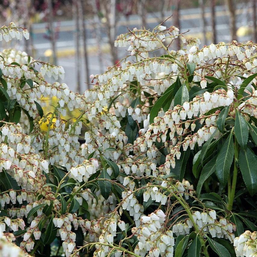 Pieris japonica 'Dorothy Wyckoff' ~ Dorothy Wyckoff Andromeda-ServeScape
