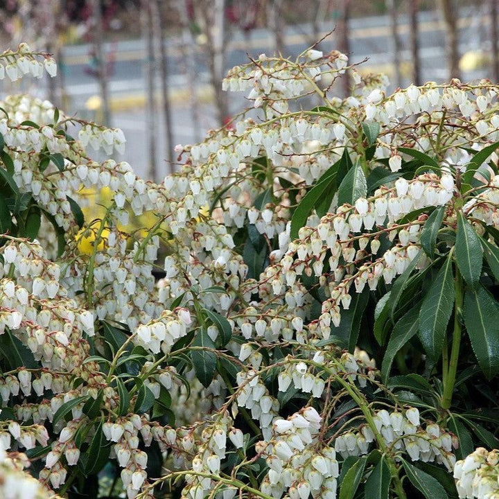 Pieris japonica 'Dorothy Wyckoff' ~ Dorothy Wyckoff Andromeda-ServeScape