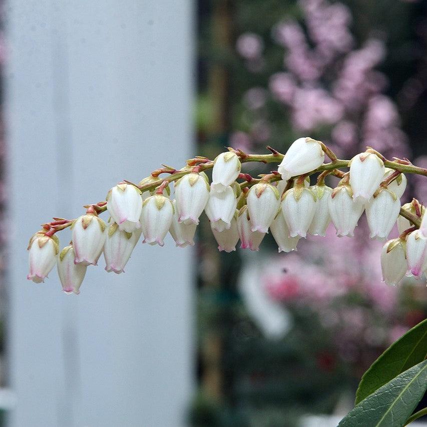 Pieris japonica 'Dorothy Wyckoff' ~ Dorothy Wyckoff Andromeda-ServeScape