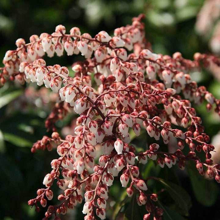 Pieris japonica 'Dorothy Wyckoff' ~ Dorothy Wyckoff Andromeda-ServeScape