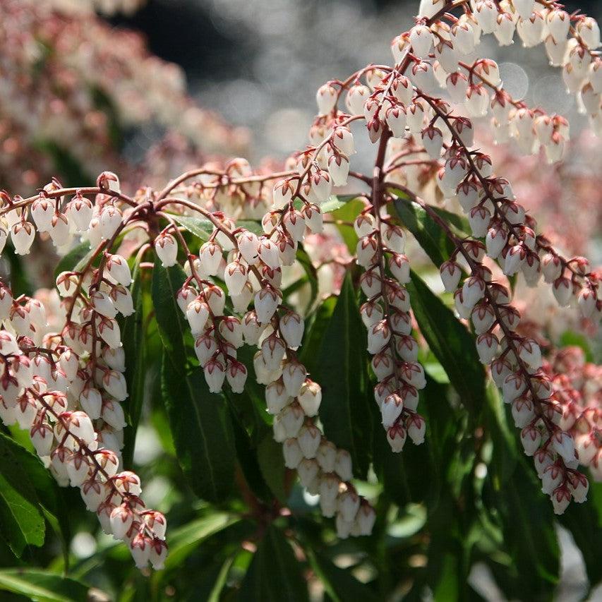 Pieris japonica 'Dorothy Wyckoff' ~ Dorothy Wyckoff Andromeda-ServeScape