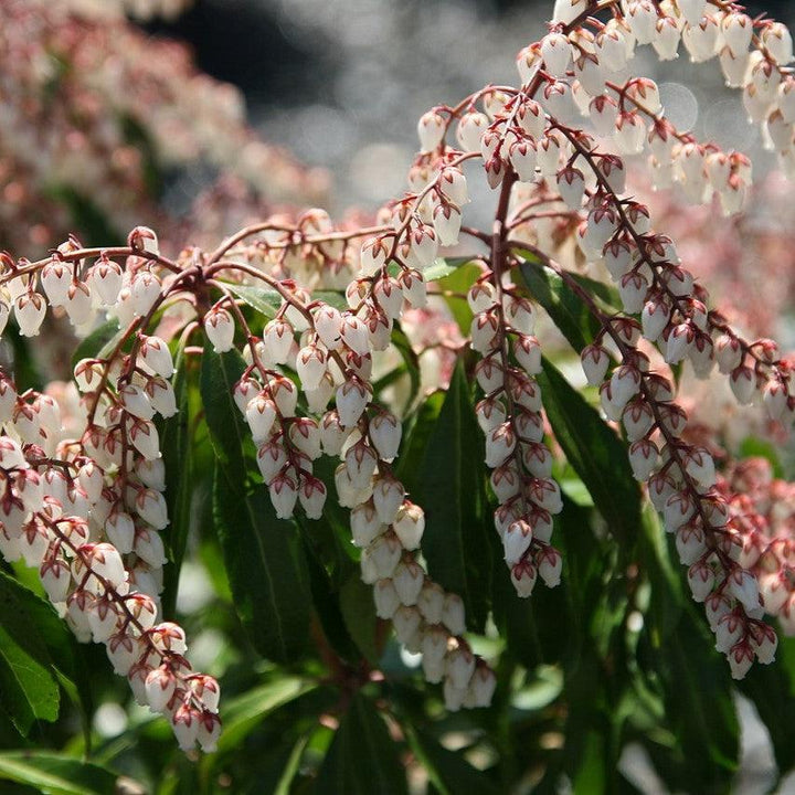 Pieris japonica 'Dorothy Wyckoff' ~ Dorothy Wyckoff Andromeda-ServeScape