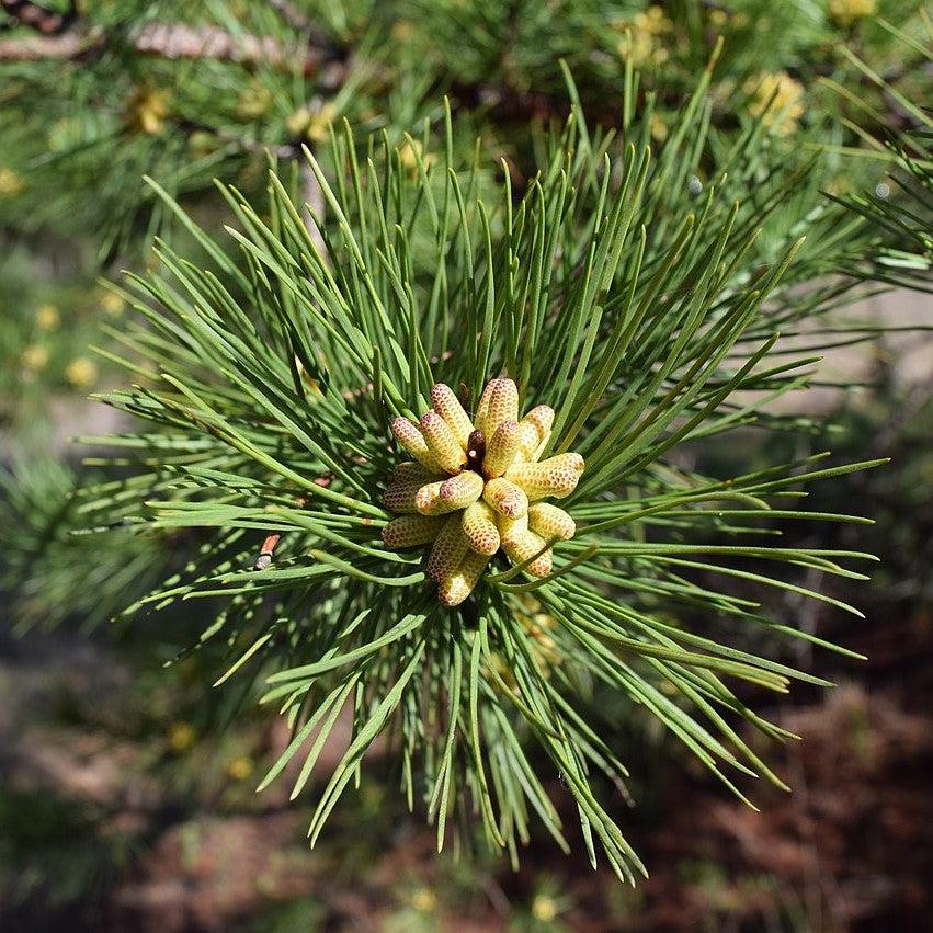 Pinus echinata ~ Shortleaf Pine-ServeScape