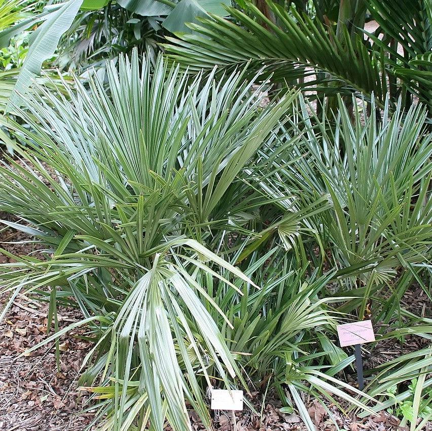 Rhapidophyllum hystrix ~ Needle Palm-ServeScape