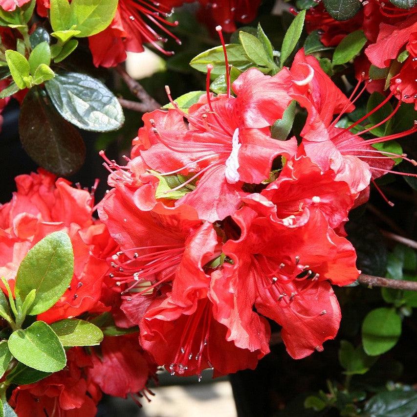 Rhododendron x girard 'Hot Shot' ~ Girard's Hot Shot Azalea-ServeScape