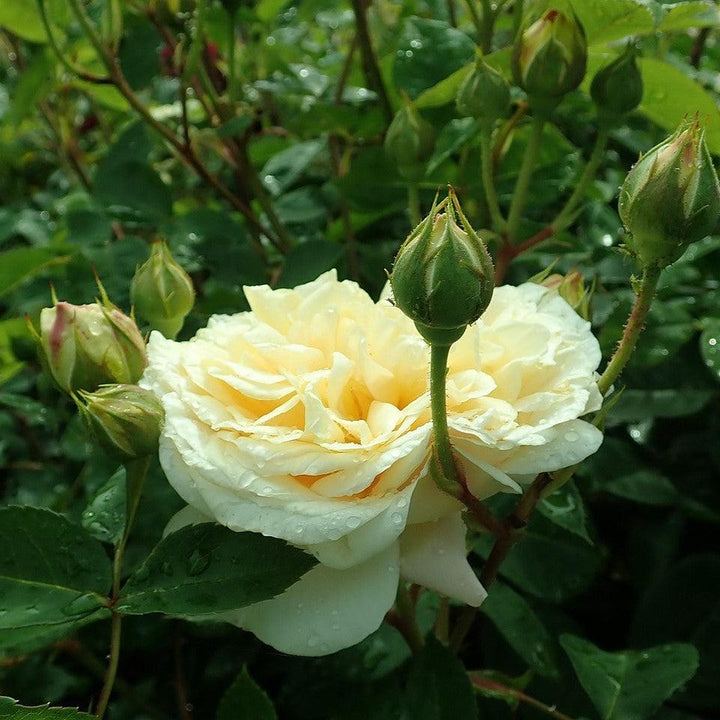 Rosa 'Ausbaker' ~ Teasing Georgia® Rose-ServeScape