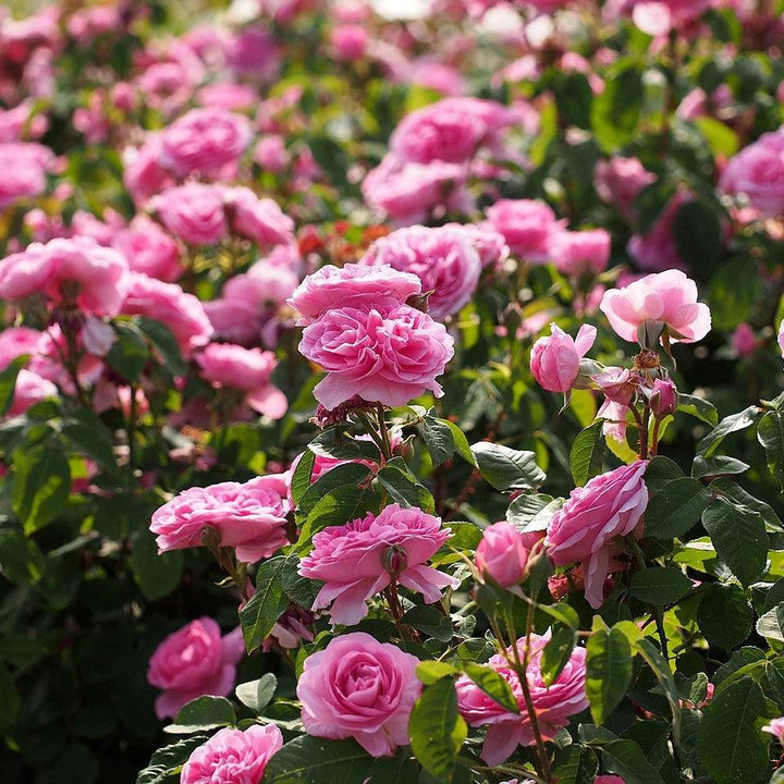 Rosa 'AUSboard' ~ Gertrude Jekyll® Rose-ServeScape