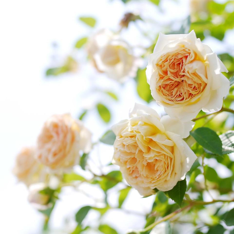 Rosa 'Ausbaker' ~ Teasing Georgia® Rose-ServeScape