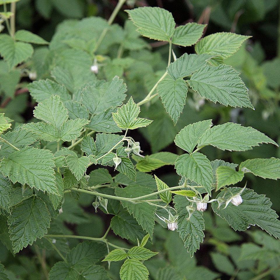 Rubus idaeus ~ Raspberry-ServeScape