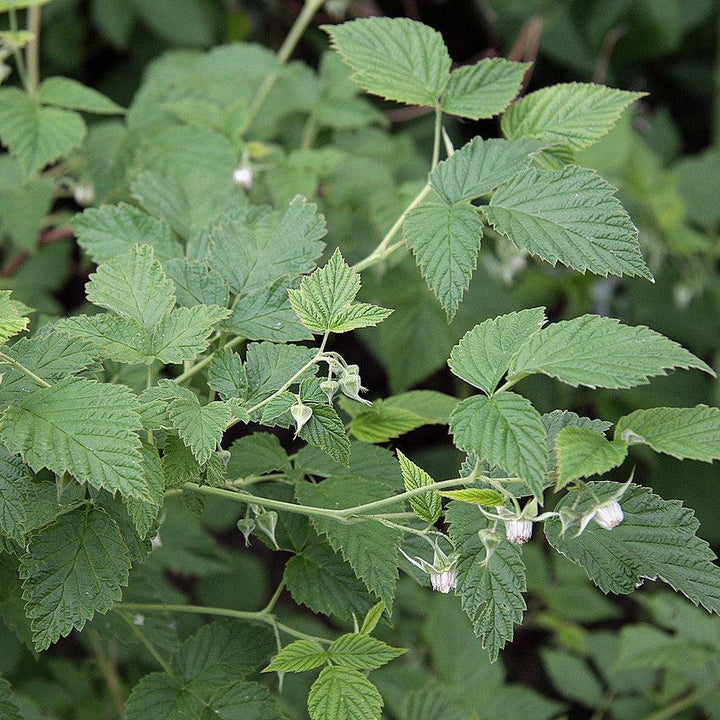 Rubus idaeus ~ Raspberry-ServeScape