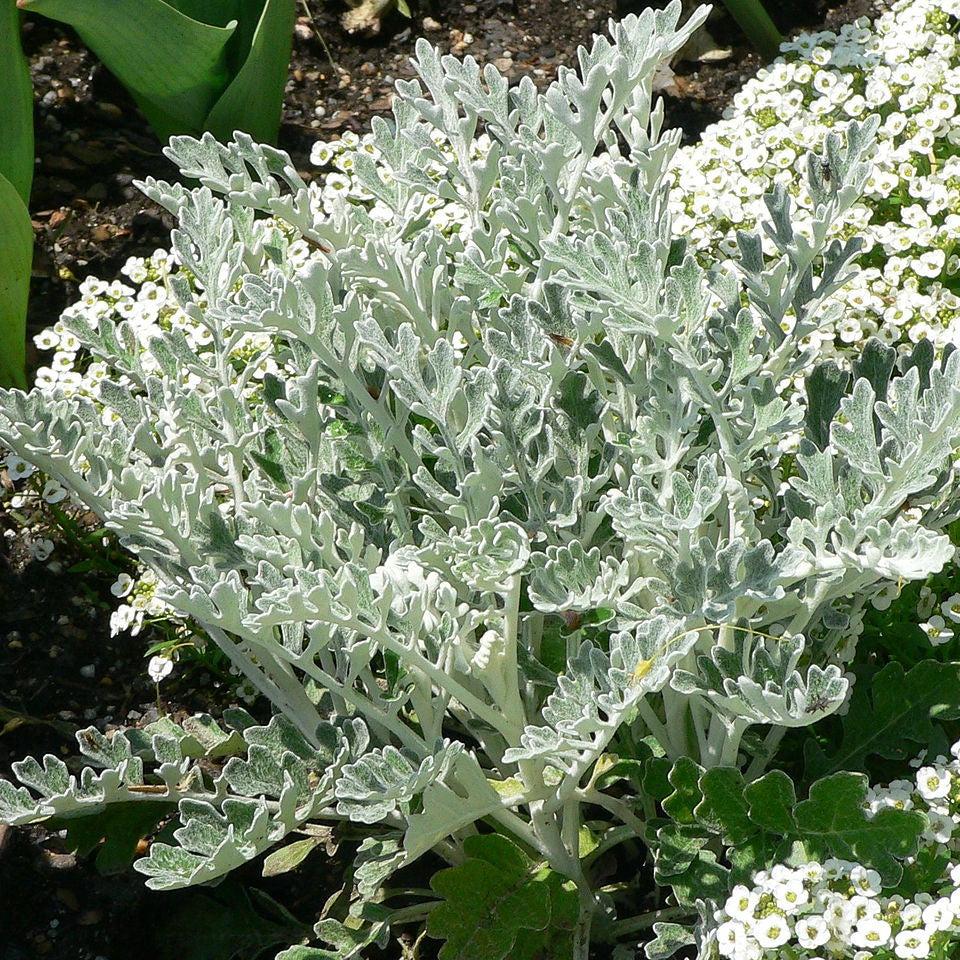 Senecio cineraria ~ Dusty Miller-ServeScape