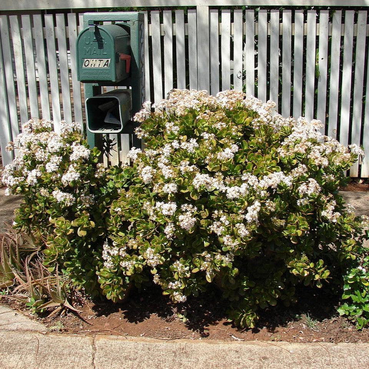 Crassula ovata ~ Jade Plant-ServeScape