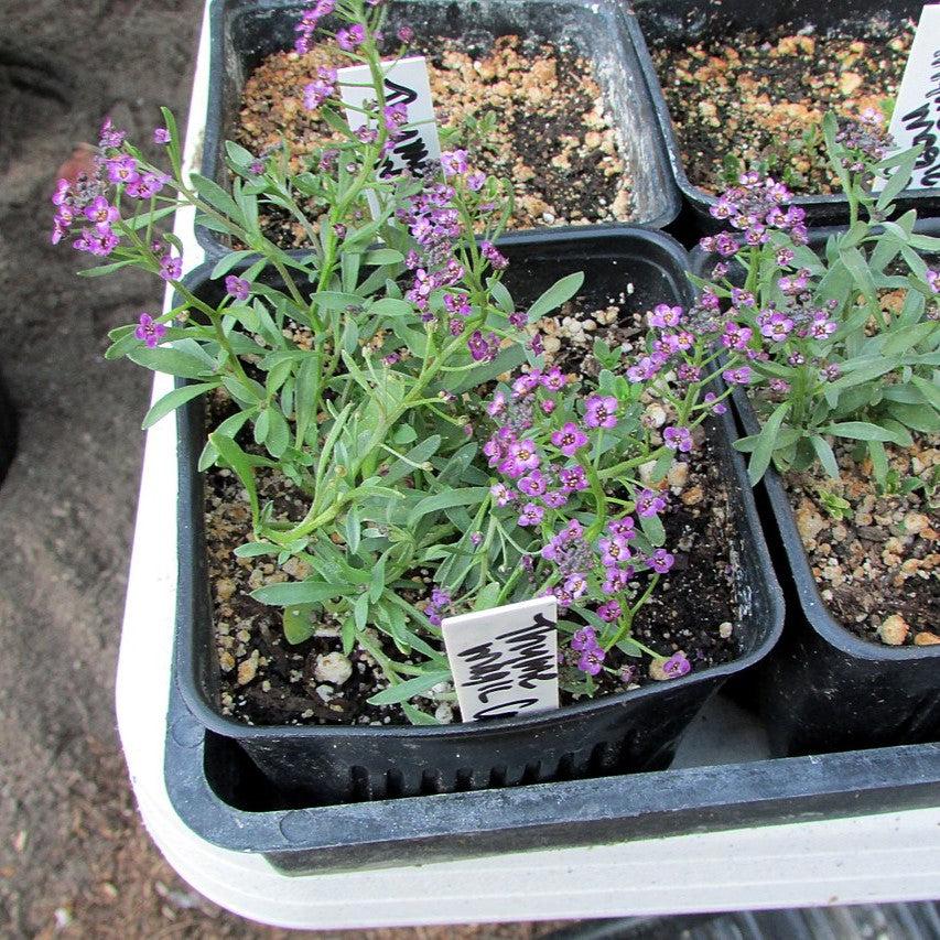 Thymus serpyllum 'Magic Carpet' ~ Magic Carpet Creeping Thyme-ServeScape