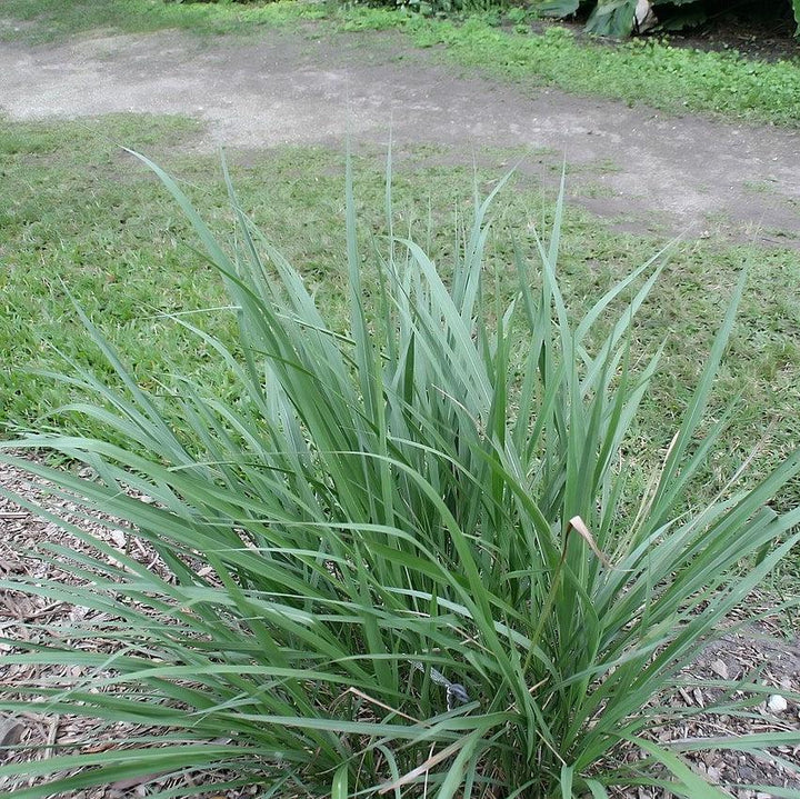 tripsacum dactyloides 'nana' ~ Dwarf Fakahatchee Grass-ServeScape