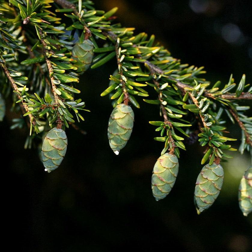 Tsuga canadensis ~ Canadian Hemlock-ServeScape