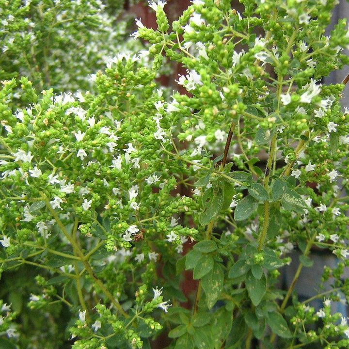 Origanum vulgare subsp. hirtum ~ Greek Oregano-ServeScape