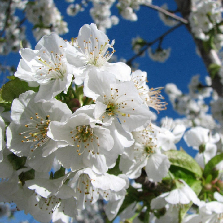 Prunus avium 'Bing' ~ Bing Cherry Tree-ServeScape