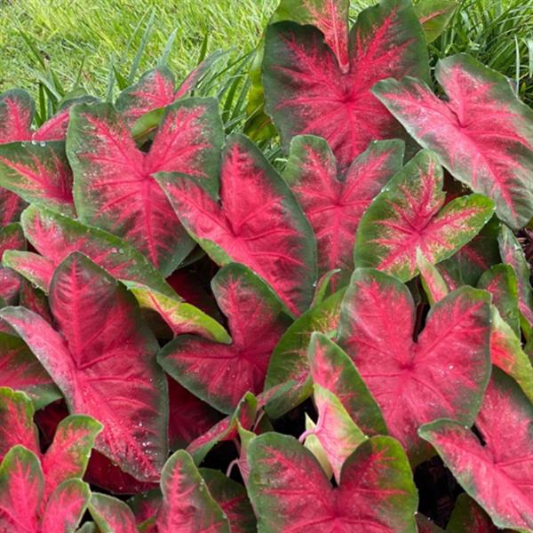 Caladium 'Bombshell’ ~ Bombshell Caladium-ServeScape