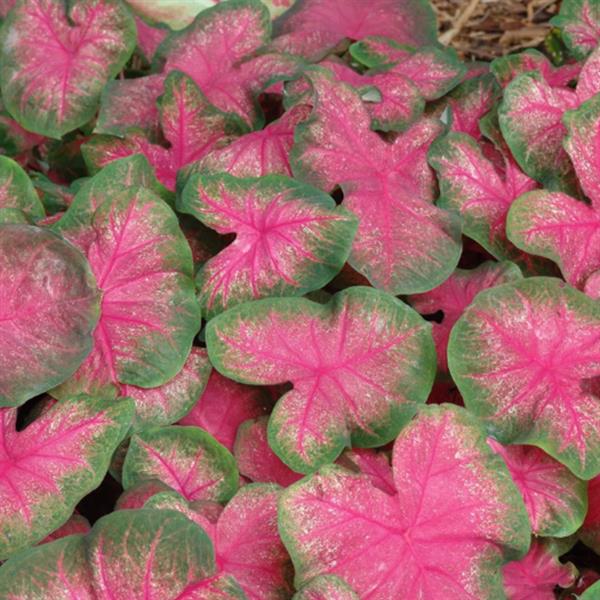 Caladium 'Classic Pink' ~ Classic Pink Caladium-ServeScape