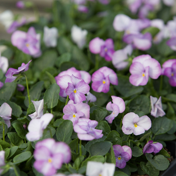 Viola cornuta 'PAS1059854' ~ Sorbet™ XP Lavender Pink Viola-ServeScape
