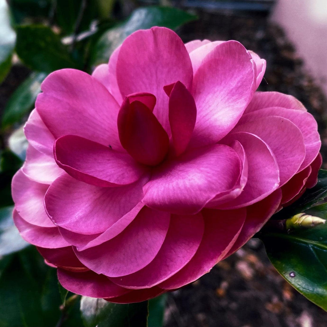 Camellia japonica 'Early Autumn' ~ Early Autumn Camellia-ServeScape