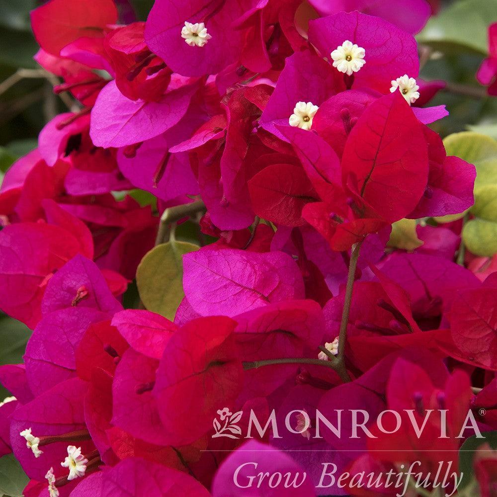 Bougainvillea 'Scarlet O'Hara' ~ Monrovia® Scarlett O'Hara Bougainvillea-ServeScape