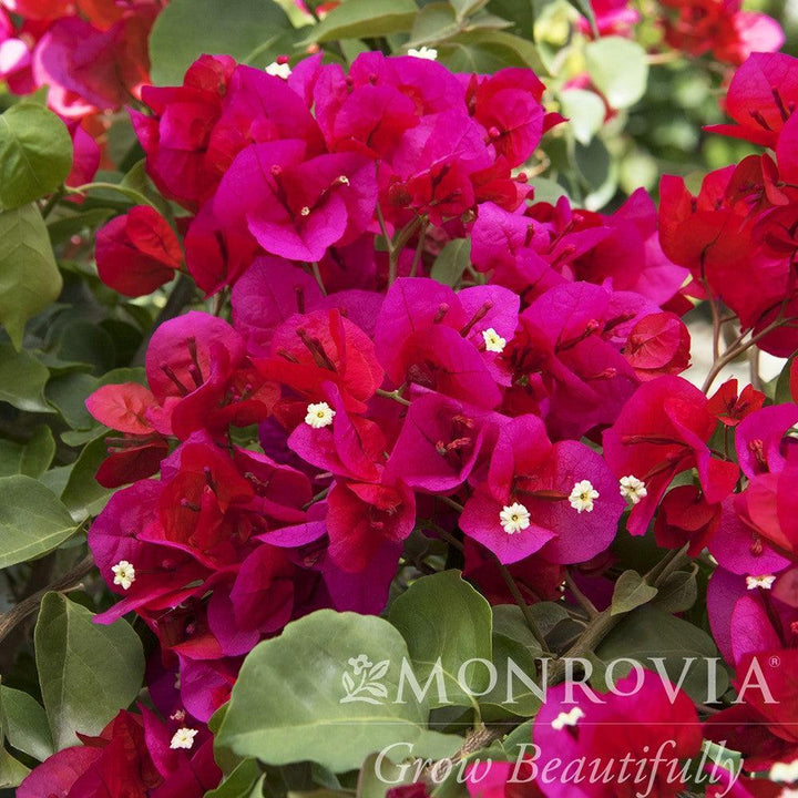 Bougainvillea 'Scarlet O'Hara' ~ Monrovia® Scarlett O'Hara Bougainvillea-ServeScape