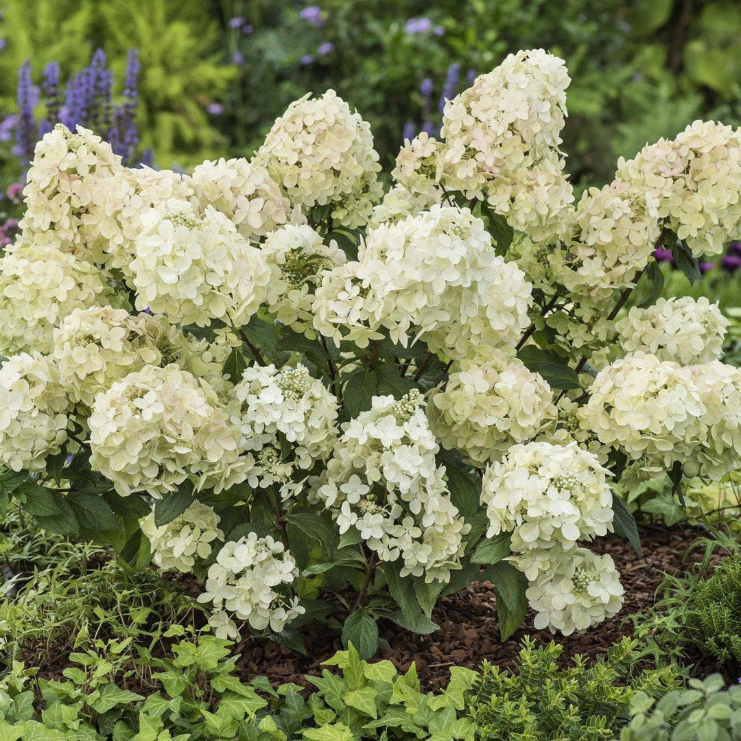 Hydrangea paniculata 'COUSTAR02' PP34546 ~ Bloomin' Easy® Hot Sauce™ Hydrangea-ServeScape