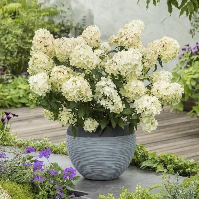 Hydrangea paniculata 'COUSTAR02' PP34546 ~ Bloomin' Easy® Hot Sauce™ Hydrangea-ServeScape