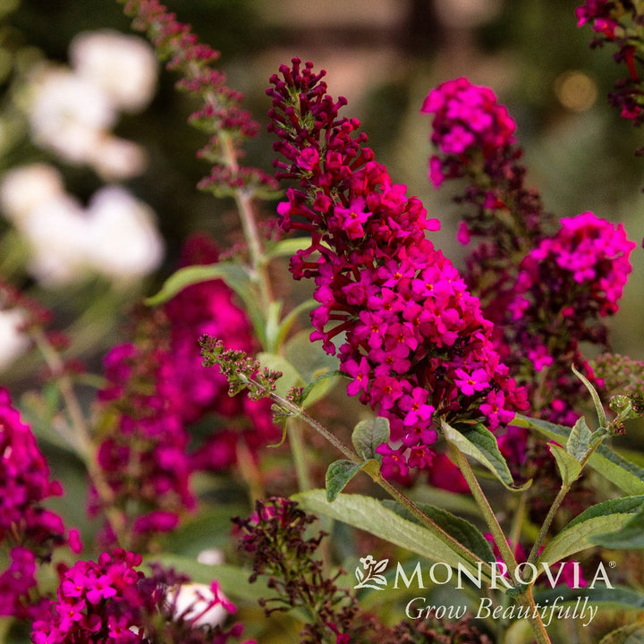 Buddleia davidii 'Royal Red’ ~ Monrovia® Royal Red Butterfly Bush-ServeScape