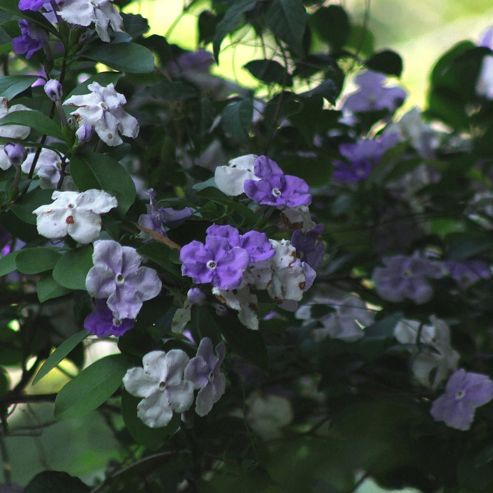 Brunfelsia grandiflora ~ Yesterday, Today and Tomorrow Plant-ServeScape