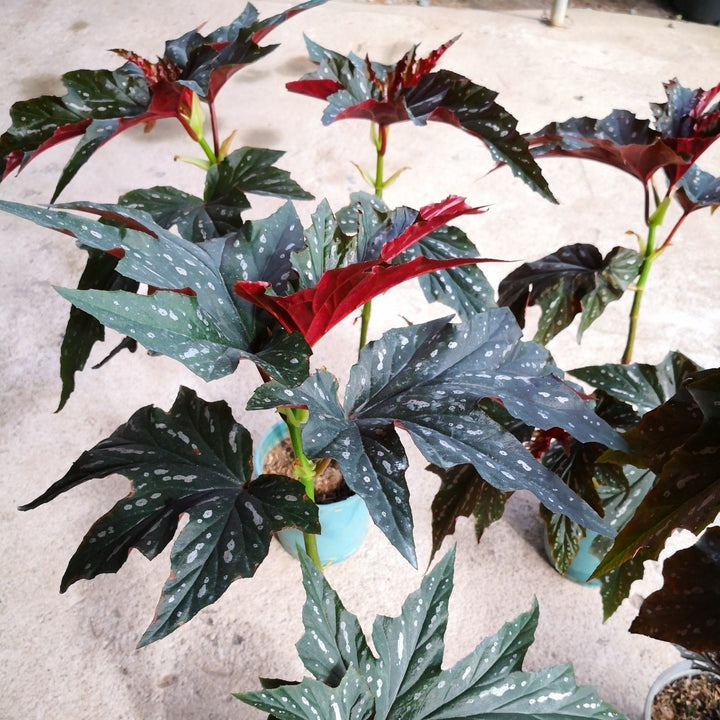 Begonia 'Sophia ~ Sophia Angelwing Begonia-ServeScape