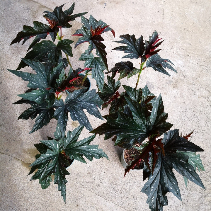 Begonia 'Sophia ~ Sophia Angelwing Begonia-ServeScape
