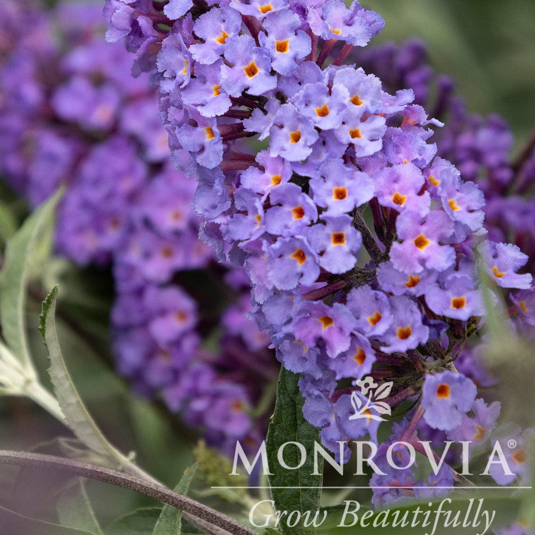 Buddleja davidii subsp. nanhoensis 'Mongo' ~ Monrovia® Petite Indigo® Dwarf Butterfly Bush-ServeScape