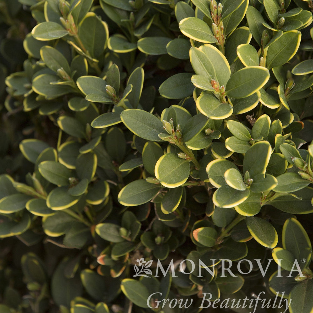 Buxus 'Green Mountain' ~ Monrovia® Green Mountain Boxwood-ServeScape