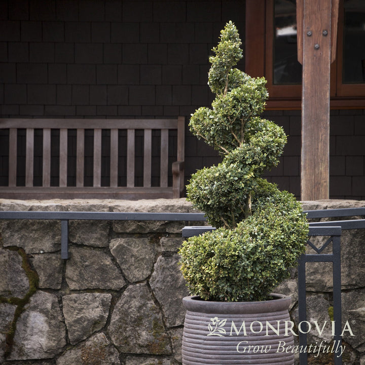 Buxus 'Green Mountain' ~ Monrovia® Green Mountain Boxwood-ServeScape