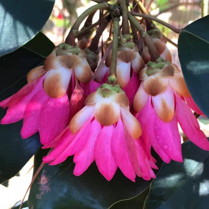 Rhodoleia henryi 'Scarlet Bells' ~ Scarlet Bells Hong Kong Rose-ServeScape