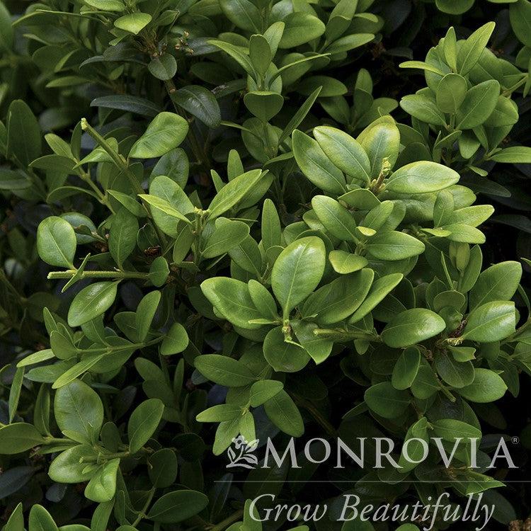 Buxus sempervirens 'Monrue' ~ Monrovia® Green Tower® Boxwood-ServeScape