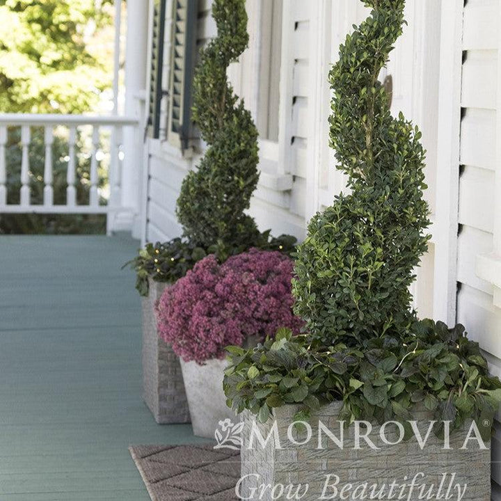 Buxus sempervirens 'Monrue' ~ Monrovia® Green Tower® Boxwood-ServeScape