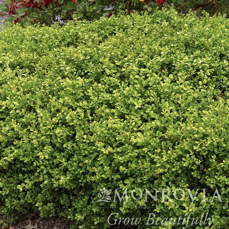 Buxus microphylla var. japonica 'Green Beauty' ~ Monrovia® Green Beauty Boxwood-ServeScape