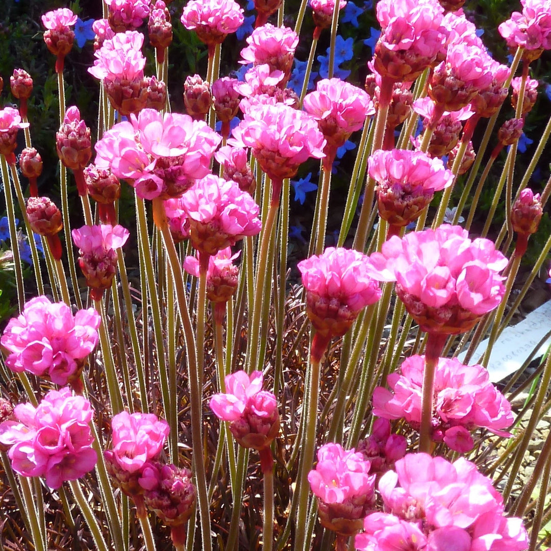Armeria maritima 'Rubrifolia' ~ Rubrifolia Sea Thrift-ServeScape