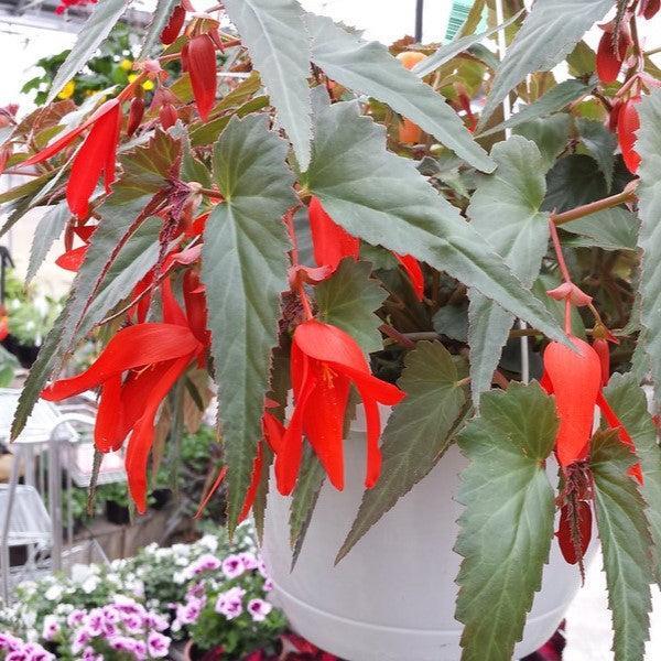 Begonia boliviensis 'Santa Cruz Sunset' ~ Santa Cruz® Sunset Begonia-ServeScape