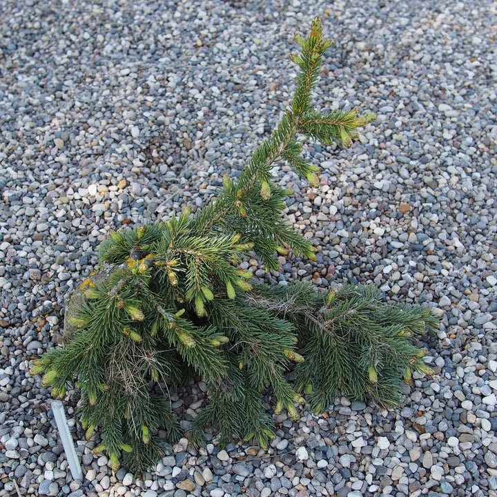 Picea glauca 'Pendula' ~ Weeping White Spruce-ServeScape