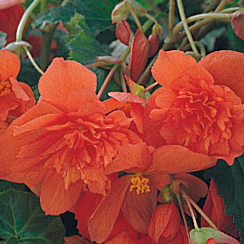 Begonia x tuberhybrida 'Illumination Orange' ~ Illumination® Orange Begonia-ServeScape