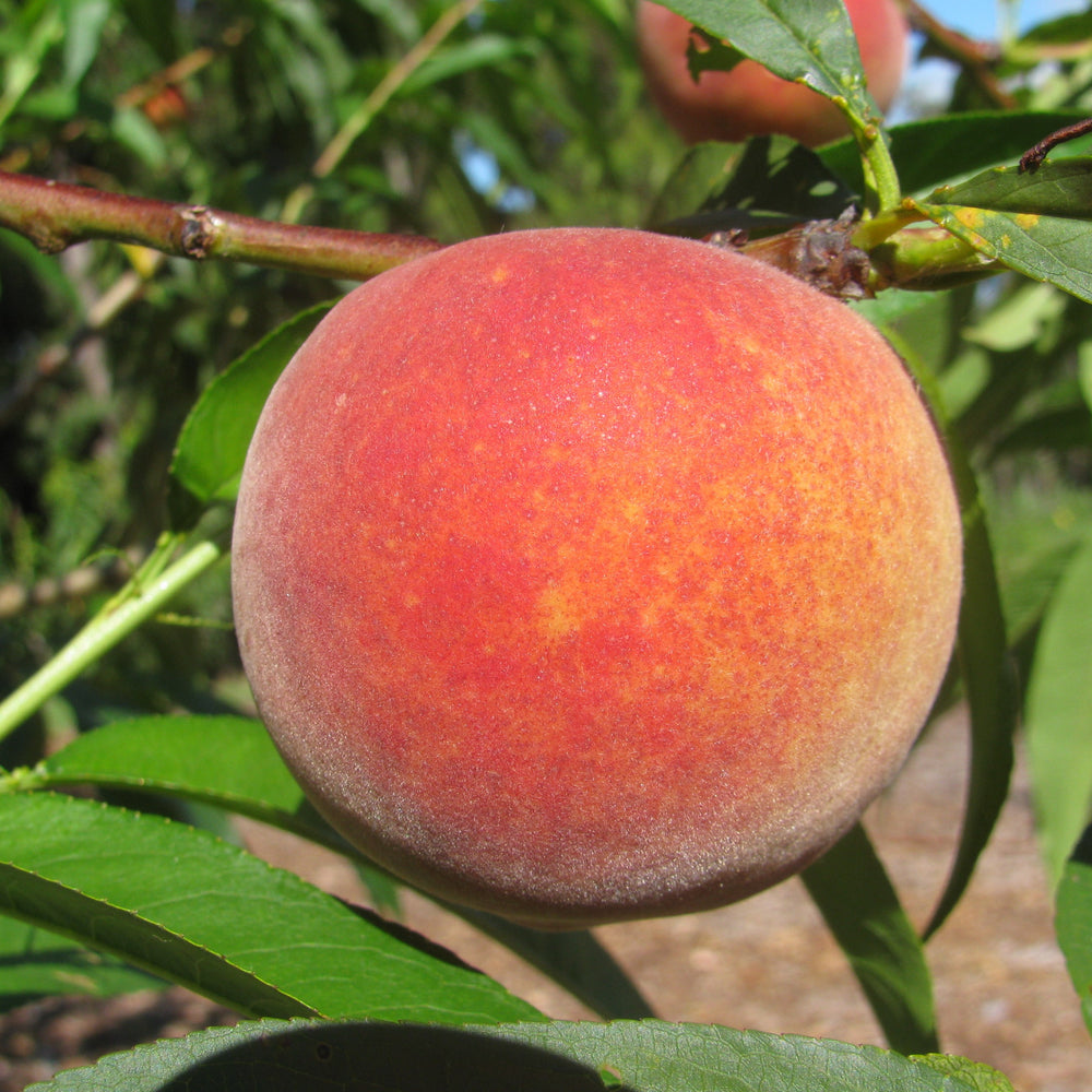 Prunus persica 'Tropic Beauty' ~ Tropic Beauty Peach-ServeScape