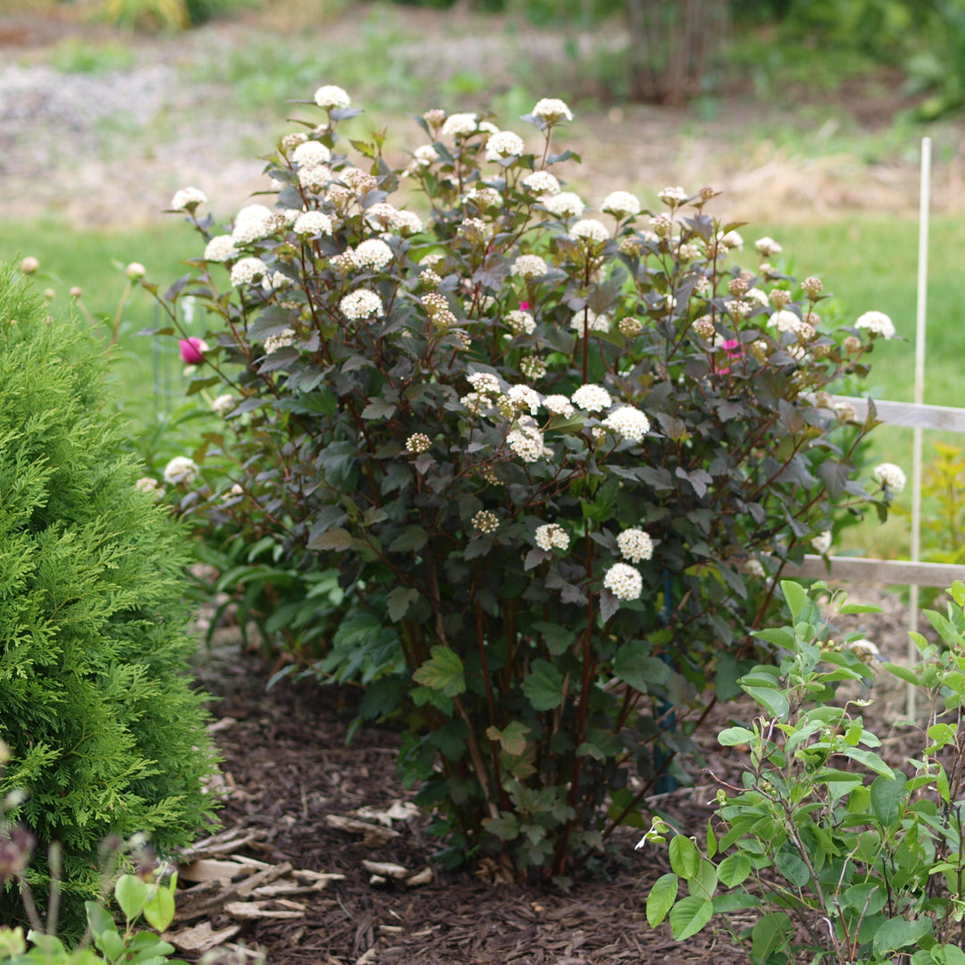 Physocarpus opulifolius 'Monlo' ~ Diablo® Ninebark-ServeScape